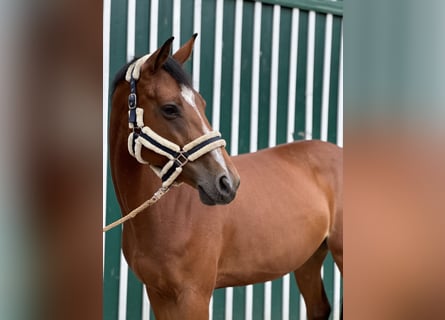 Holstein, Mare, 6 years, 16 hh, Brown