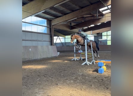 Holstein, Mare, 6 years, 16,1 hh, Brown