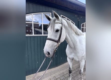 Holstein, Mare, 6 years, 16,1 hh, Grey