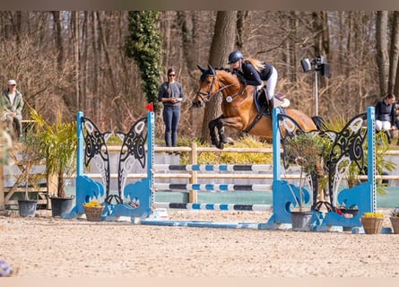 Holstein, Mare, 6 years, 16,2 hh, Brown