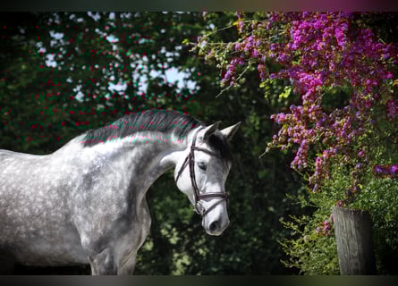 Holstein, Mare, 6 years, 16,2 hh, Gray