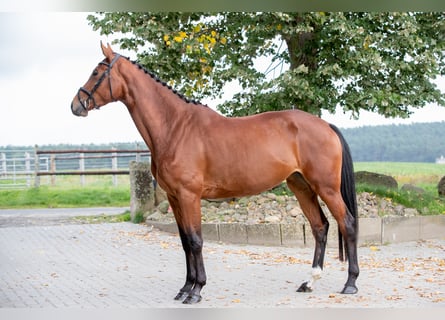 Holstein, Mare, 6 years, 17.1 hh, Brown