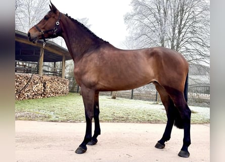 Holstein, Mare, 6 years, 17 hh, Brown