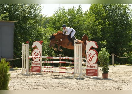 Holstein, Mare, 6 years, 17 hh, Chestnut-Red