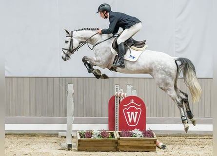 Holstein, Mare, 6 years, Grey