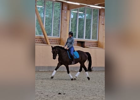 Holstein, Mare, 7 years, 15,2 hh, Brown