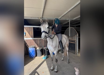 Holstein, Mare, 7 years, 15,2 hh, Gray