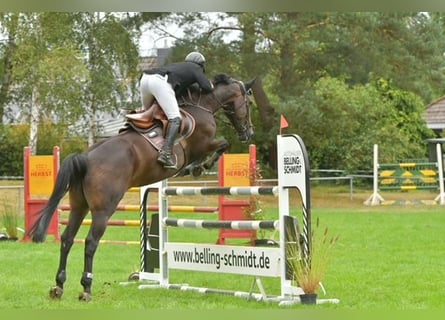 Holstein, Mare, 7 years, 16.1 hh, Bay-Dark