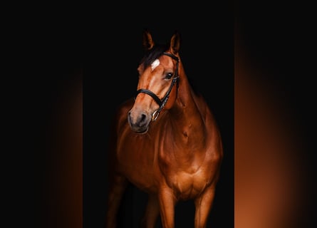 Holstein, Mare, 7 years, 16.1 hh, Brown