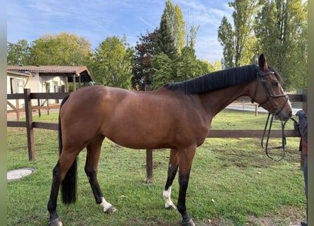 Holstein, Mare, 7 years, 16.1 hh, Brown