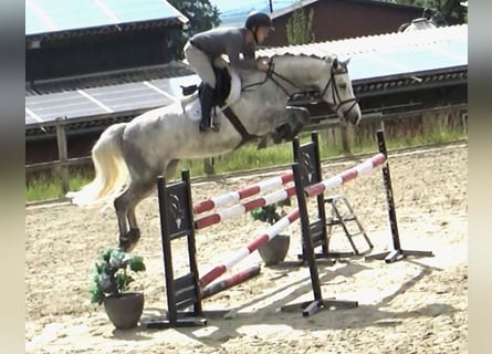 Holstein, Mare, 7 years, 16.1 hh, Gray