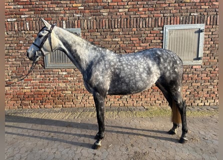 Holstein, Mare, 7 years, 16.1 hh, Grey-Dark-Tan