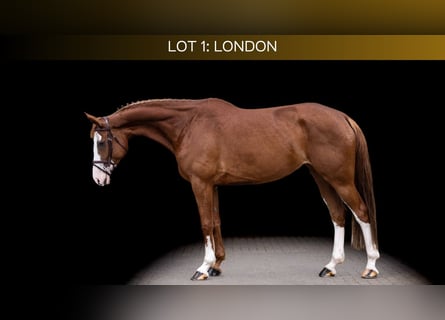 Holstein, Mare, 7 years, 16.2 hh, Chestnut-Red