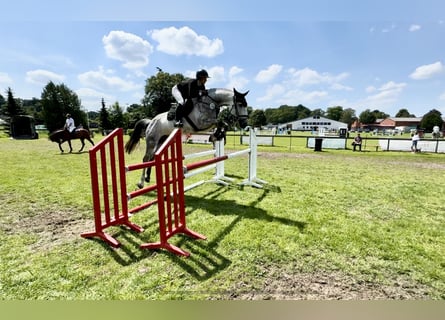 Holstein, Mare, 7 years, 16.3 hh, Gray