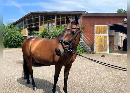 Holstein, Mare, 7 years, 16 hh, Brown
