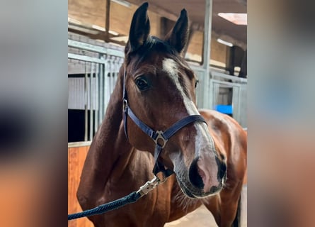 Holstein, Mare, 7 years, 16 hh, Brown