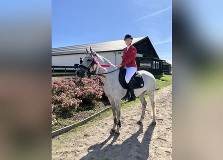 Holstein, Mare, 7 years, 16 hh, Grey