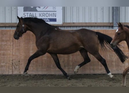 Holstein, Mare, 7 years, 16,1 hh, Brown