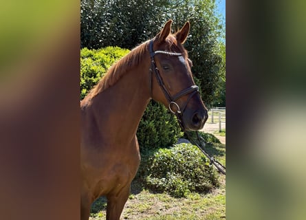 Holstein, Mare, 7 years, 16,1 hh, Chestnut