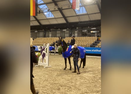 Holstein, Mare, 7 years, 16,1 hh, Smoky-Black