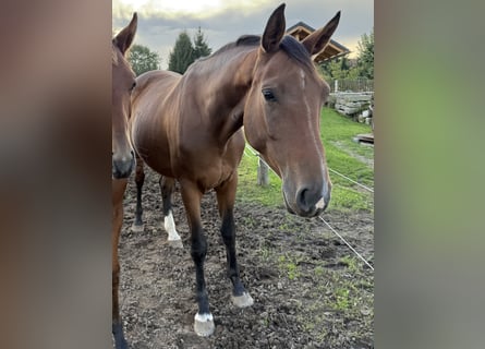 Holstein, Mare, 7 years, 16,2 hh, Brown