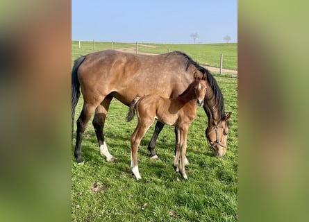 Holstein, Mare, 7 years, 16,2 hh, Brown