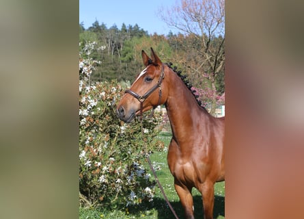 Holstein, Mare, 7 years, 16,2 hh, Brown