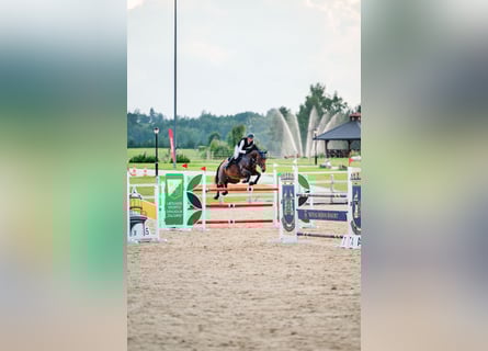 Holstein, Mare, 7 years, 16,2 hh, Brown