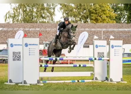 Holstein, Mare, 7 years, 16,2 hh, Grey