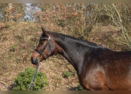 Holstein, Mare, 7 years, 17 hh, Bay-Dark