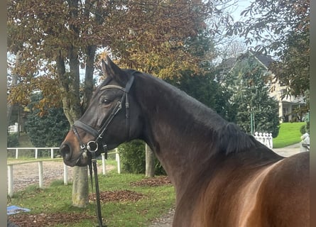 Holstein, Mare, 7 years, 17 hh, Brown