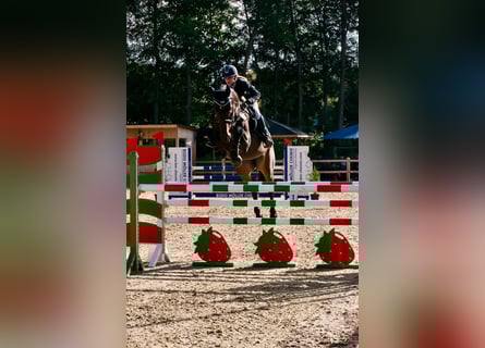 Holstein, Mare, 7 years, 17 hh, Brown