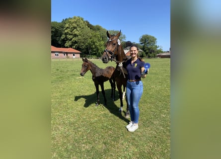 Holstein, Mare, 8 years, 15,2 hh, Bay-Dark