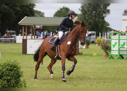 Holstein, Mare, 8 years, 16,1 hh, Brown