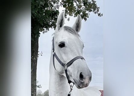 Holsteiner, Stute, 8 Jahre, 16,1 hh, Schimmel