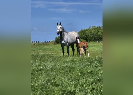 Holstein, Mare, 8 years, 16.1 hh, Grey