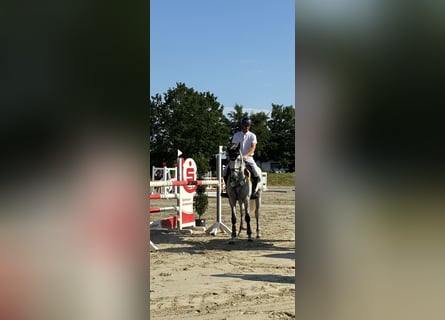 Holstein, Mare, 8 years, 16.1 hh, Grey