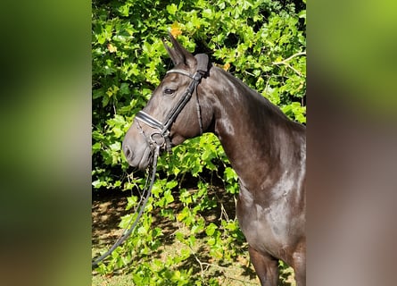 Holstein, Mare, 8 years, 16,1 hh, Smoky-Black