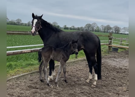 Holstein, Mare, 8 years, 16,2 hh, Bay-Dark