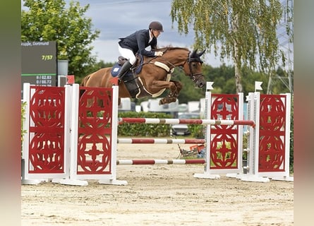 Holstein, Mare, 8 years, 16.2 hh, Chestnut-Red