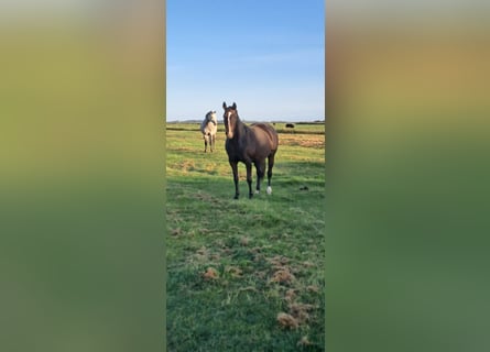 Holstein, Mare, 8 years, 16 hh, Brown