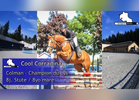 Holstein, Mare, 8 years, 16,1 hh, Chestnut-Red