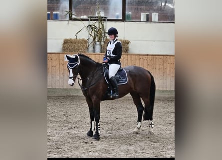 Holstein, Mare, 8 years, 16,2 hh, Brown