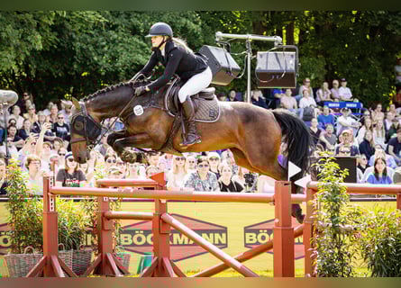 Holstein, Mare, 8 years, Bay-Dark