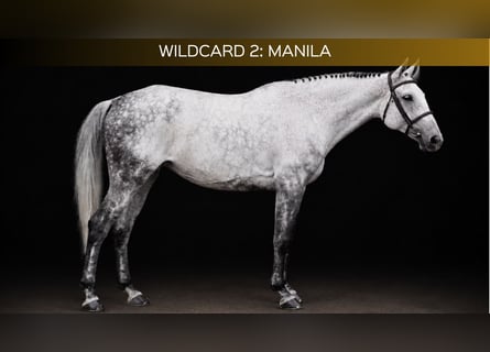 Holstein, Mare, 9 years, 15.3 hh, Grey