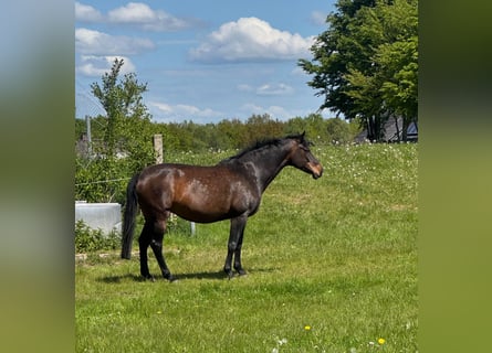Holstein, Mare, 9 years, 16.1 hh, Bay-Dark