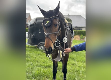 Holstein, Mare, 9 years, 16.1 hh, Bay-Dark