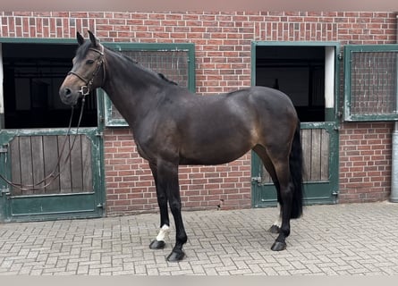 Holstein, Mare, 9 years, 16.1 hh