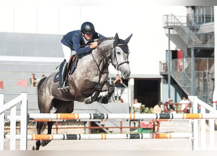 Holstein, Mare, 9 years, 16.2 hh, Grey
