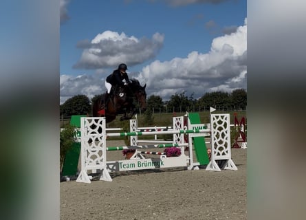 Holstein, Mare, 9 years, 16 hh, Bay-Dark